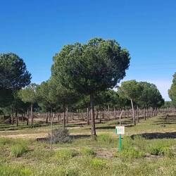 Parque Nacional de Donana