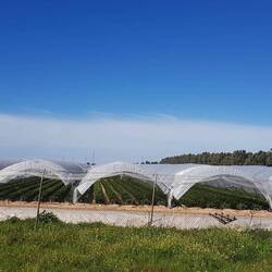 ...Parque Natural mit den Erdbeerplantagen