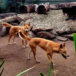 Dingo's!