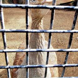 The biter! Australian Bustard