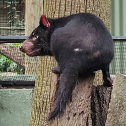 Tasmanian Devil