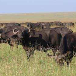 Büffelherde