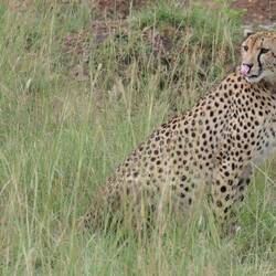 Gepard