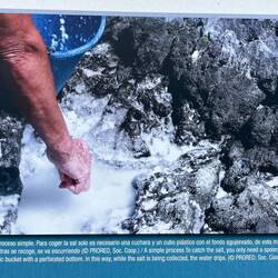 Das Salz wird abgekratzt und in einem durchlöcherten Eimer gesammelt,damit das Wasser ablaufen kann.