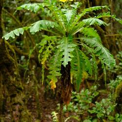Riesenlöwenzahn...