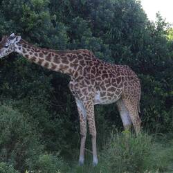 Massai-Giraffe