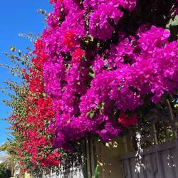 Kräftige Farben am Gartenzaun
