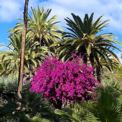 Tolle Farbe - Wir wissen jetzt: Fuchsia heisst sie.