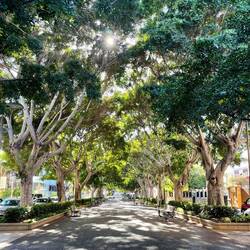 Las Ramblas. Im Sommer promenieren hier die Einheimischen. Links und rechts doppelte Autospuren.