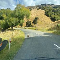 Das ausgebüxte Schaf