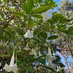Dank Rahel wissen wir jetzt, dass dies Engelstrompeten sind (Datura).