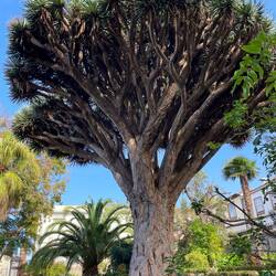 Drachenbaum - ihn gibt es nur auf den Kanaren und auf Madeira.