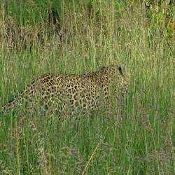 Leopard im Gras