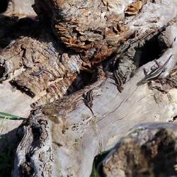 Streifenskink (Trachylepis striata)