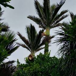 Nikau-Palmen, die am weitesten südlich wachsende Palmenart der Welt