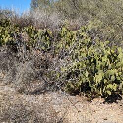 Cacti