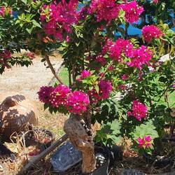 Ganz alte Bouganvilla im Ort