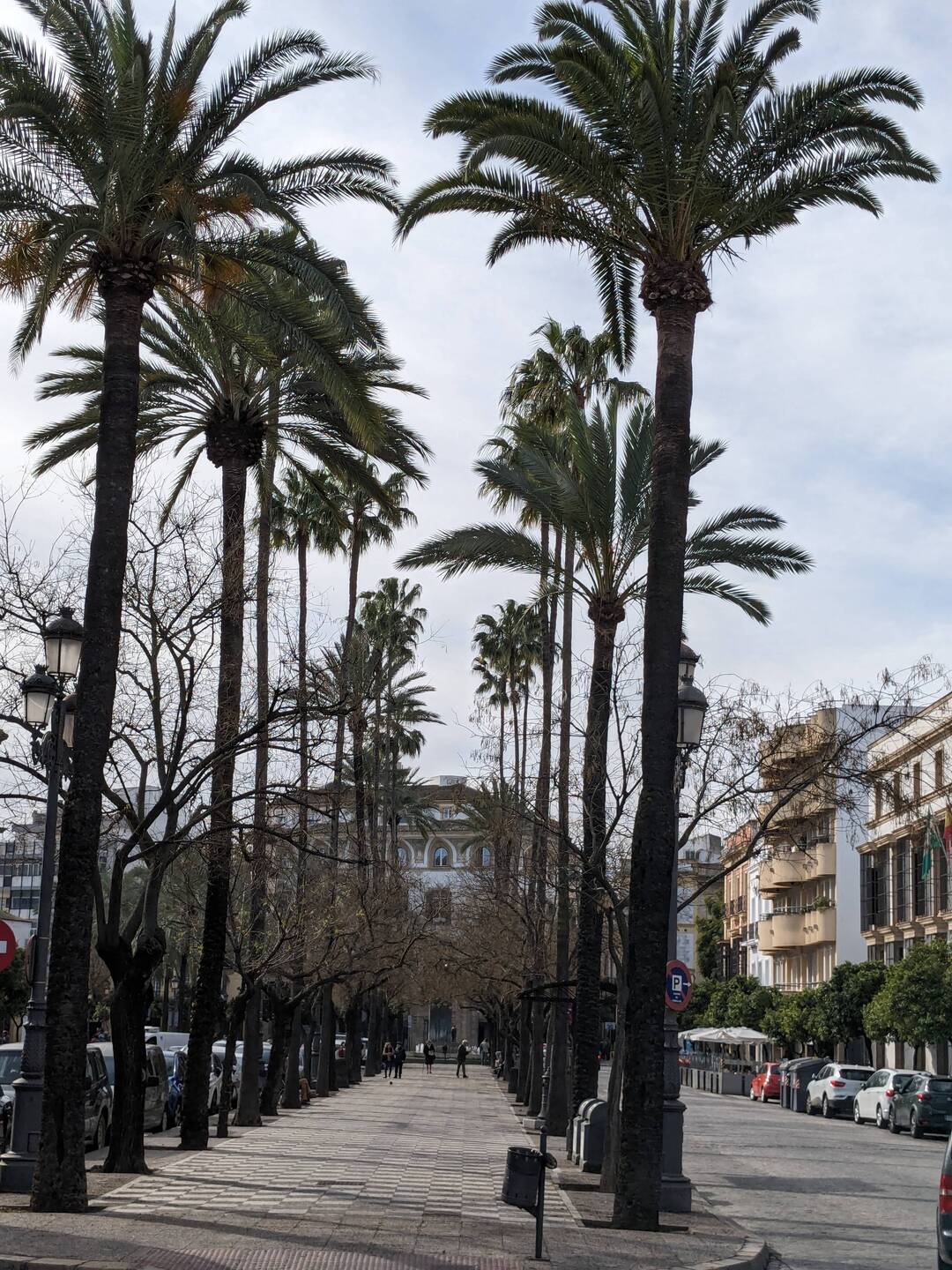 Trees, trees, trees and palaces - early morning
