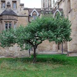 Newton's Apple Tree, situated outside near to the Porter's lodge