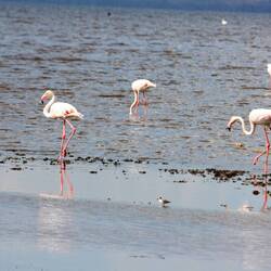 A couple of lesser flamingos on the hunt for food