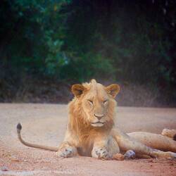 The lion we unexpectedly saw on our way to the sunset viewpoint