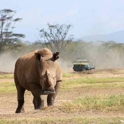 A white rhino staring at us why we were observing