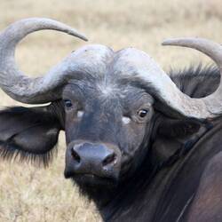 A male buffalo realizing he is photograped 😅