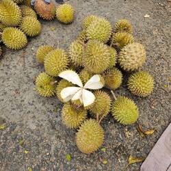 durian