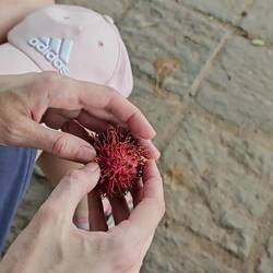 rambutan