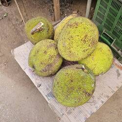jackfruit
