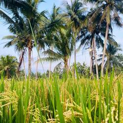 So sieht übrigens eine Reispflanze aus 🌾