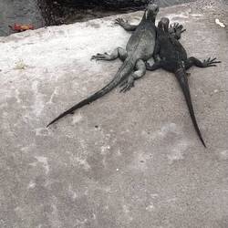 Kuschelnde Meerechsen