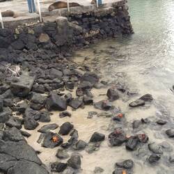 Die roten Krabben sind überall und die faulen Seelöwen auch