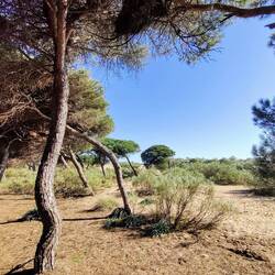Pinienwälder neben den Dünen