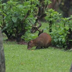 Das Haus-Aguti schaute auch wieder vorbei
