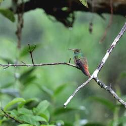 Musste sich oft ausruhen...