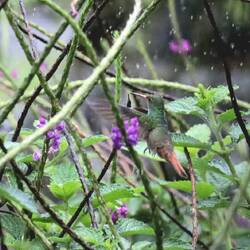 ... und sauschwer einzufangen, hat auch nur so halb geklappt