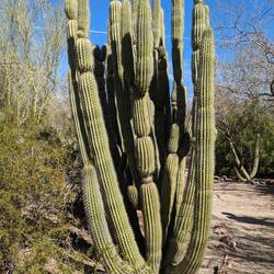 Organ pipe cactus