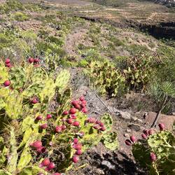 Rote Feigenkakteen leuchten uns entgegen.