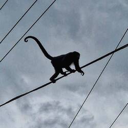 Affe auf Stromkabel. Tierischer Lebensraum und menschliche Infrastruktur sind sehr nah beieinander.