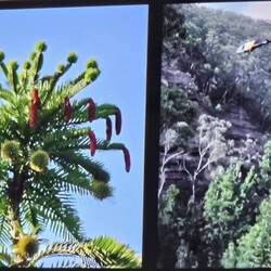The trees grow tall! It took a helicopter drop to get a cone and pollen.