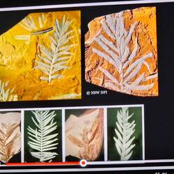 The leaves and fossils match