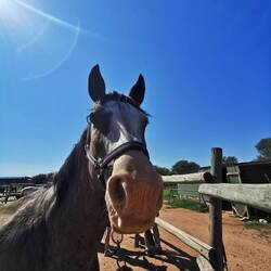 Muss ich wirklich den Sattel nehmen?