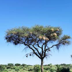 Schöner Baum