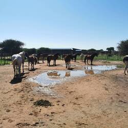 Die Pferde sind drin