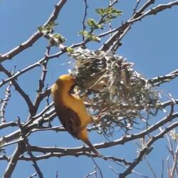 Nest muss abgerissen werden!