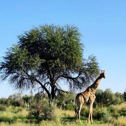 Giraffe am Weg