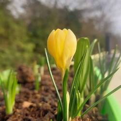 A little crocus in our roof planter