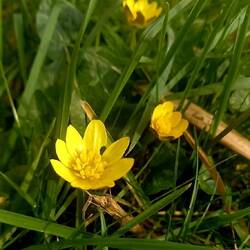 Lesser Celendine