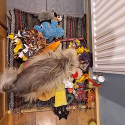 Leo searching for grated carrot to engage his senses and use his brain.